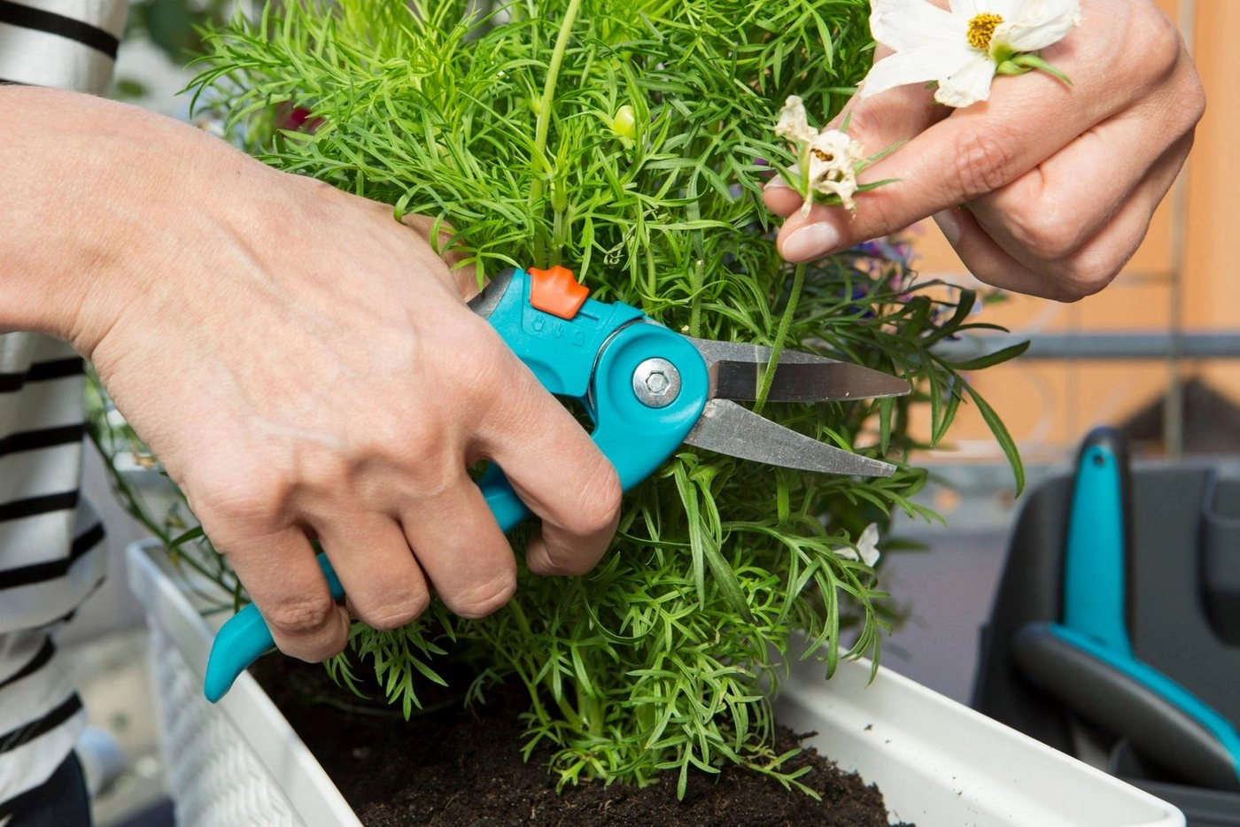 city gardening Balkonschere (8707-20), Gartenschere