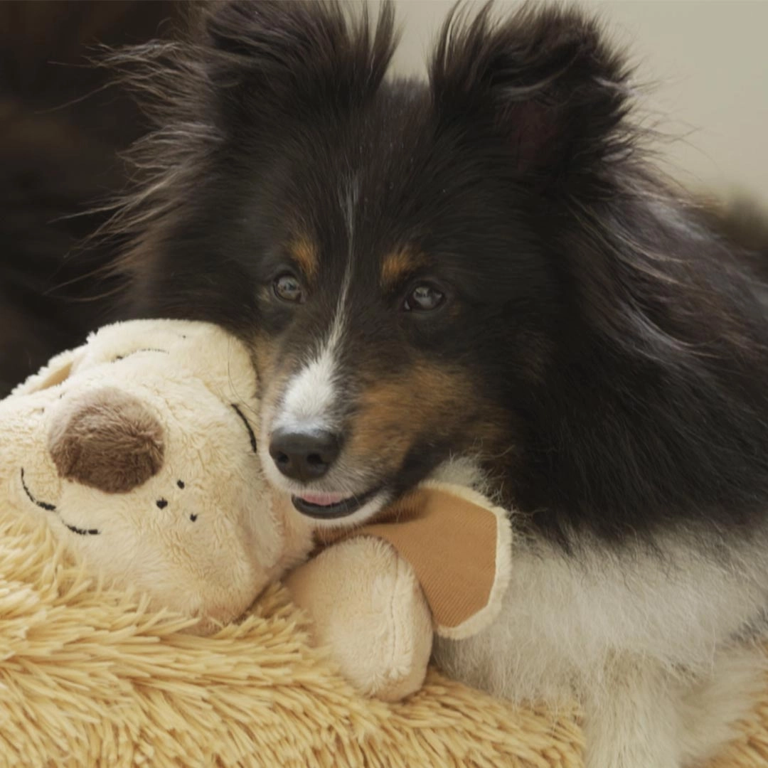 Huggie Pup das beruhigende Hunde-Kuscheltier mit Herzschlag & Wärmekissen