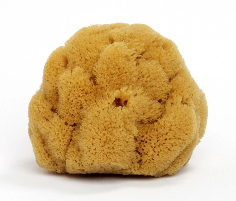 Natürlicher Meeresschwamm ca. 12cm - Naturschwamm Badeschwamm