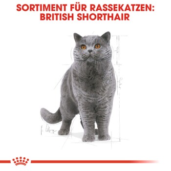 ROYAL CANIN British Shorthair Adult 2 kg