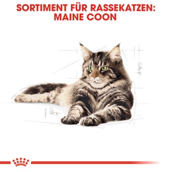 ROYAL CANIN Maine Coon Adult 4 kg