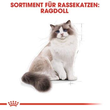 ROYAL CANIN Ragdoll Adult 2 kg