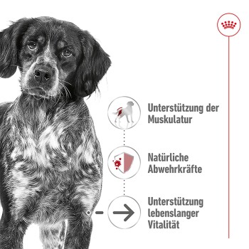 ROYAL CANIN Medium Ageing 10+ 3 kg