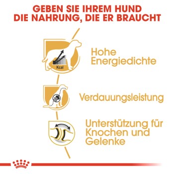 ROYAL CANIN Deutsche Dogge Adult 12 kg