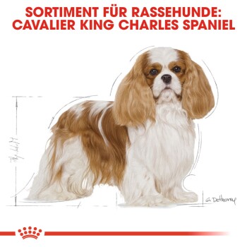 ROYAL CANIN Cavalier King Charles Adult 1,5 kg