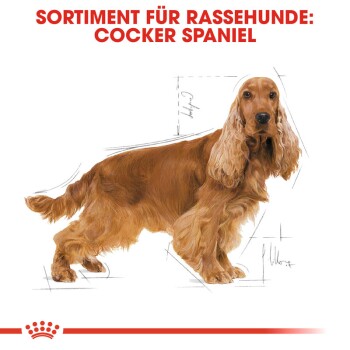 ROYAL CANIN Cocker Adult 12 kg