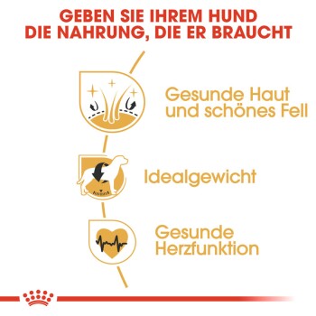 ROYAL CANIN Cocker Adult 12 kg
