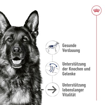 ROYAL CANIN Maxi Ageing Mousse 12x410 g