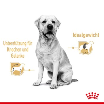 ROYAL CANIN Labrador Retriever Adult 20x140 g