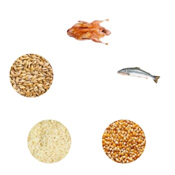 Dr John Ente und Lachs 12,5 kg