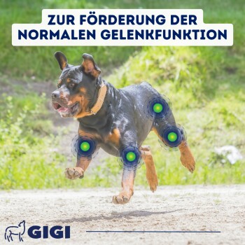 GIGI VET Senioren Gelenke & Knochen