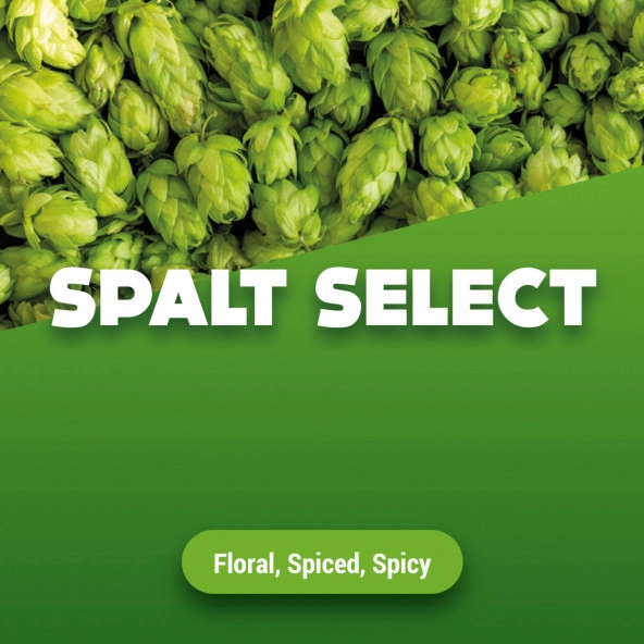 Rohhopfen Spalt Select 5 kg