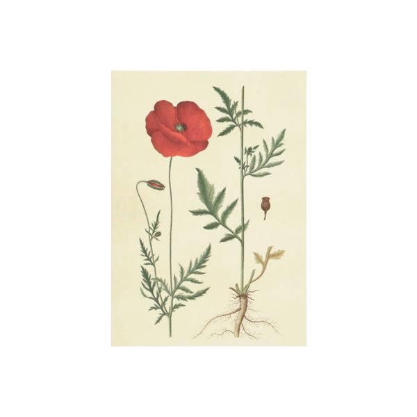 Karte, klatschmohn