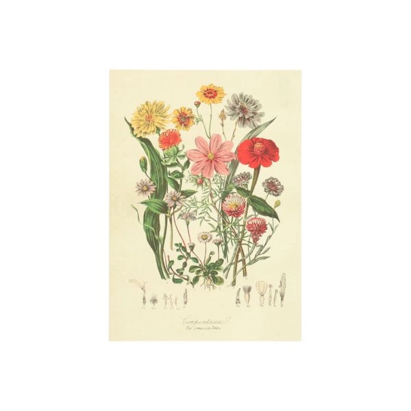 Karte, cosmea