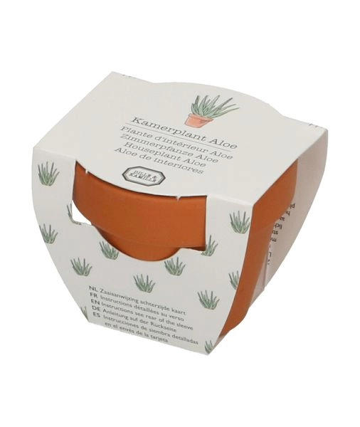Mini-topf mit aloe vera