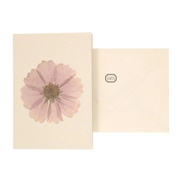 Karte mit umschlag, cosmea