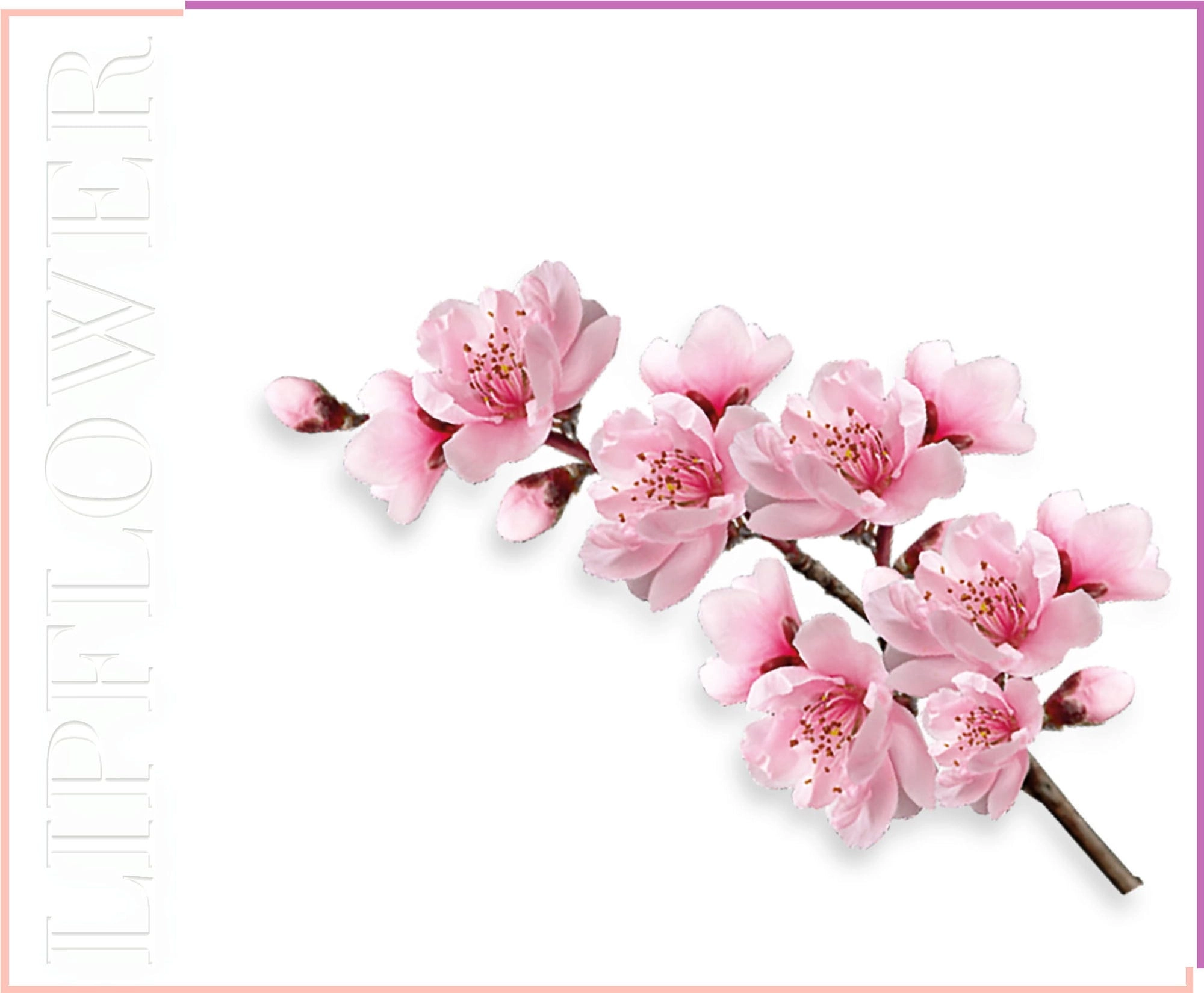Shaoyun Lip Flower Pfirsichblüte Nr. 182 - 3,60 g