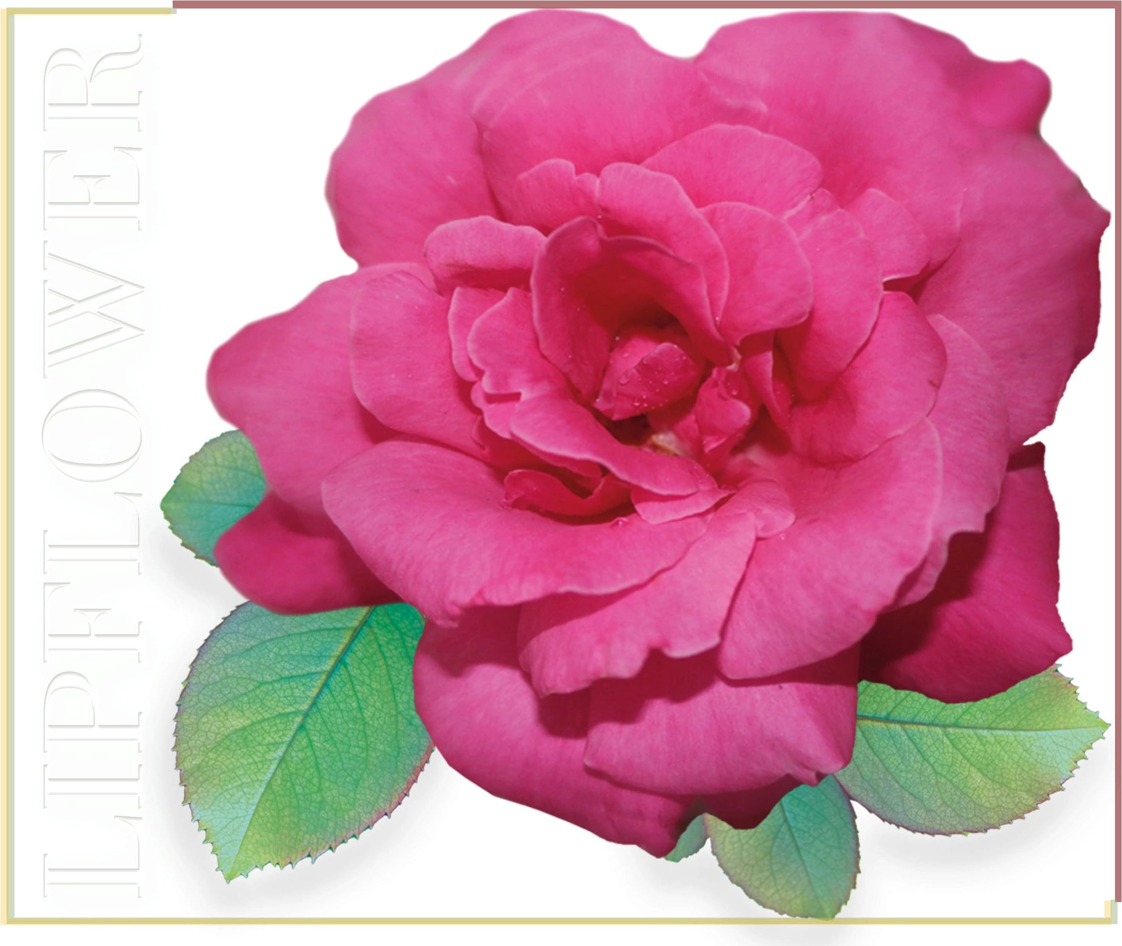 Shaoyun Lip Flower Rose Nr. 186 - 3,60 g