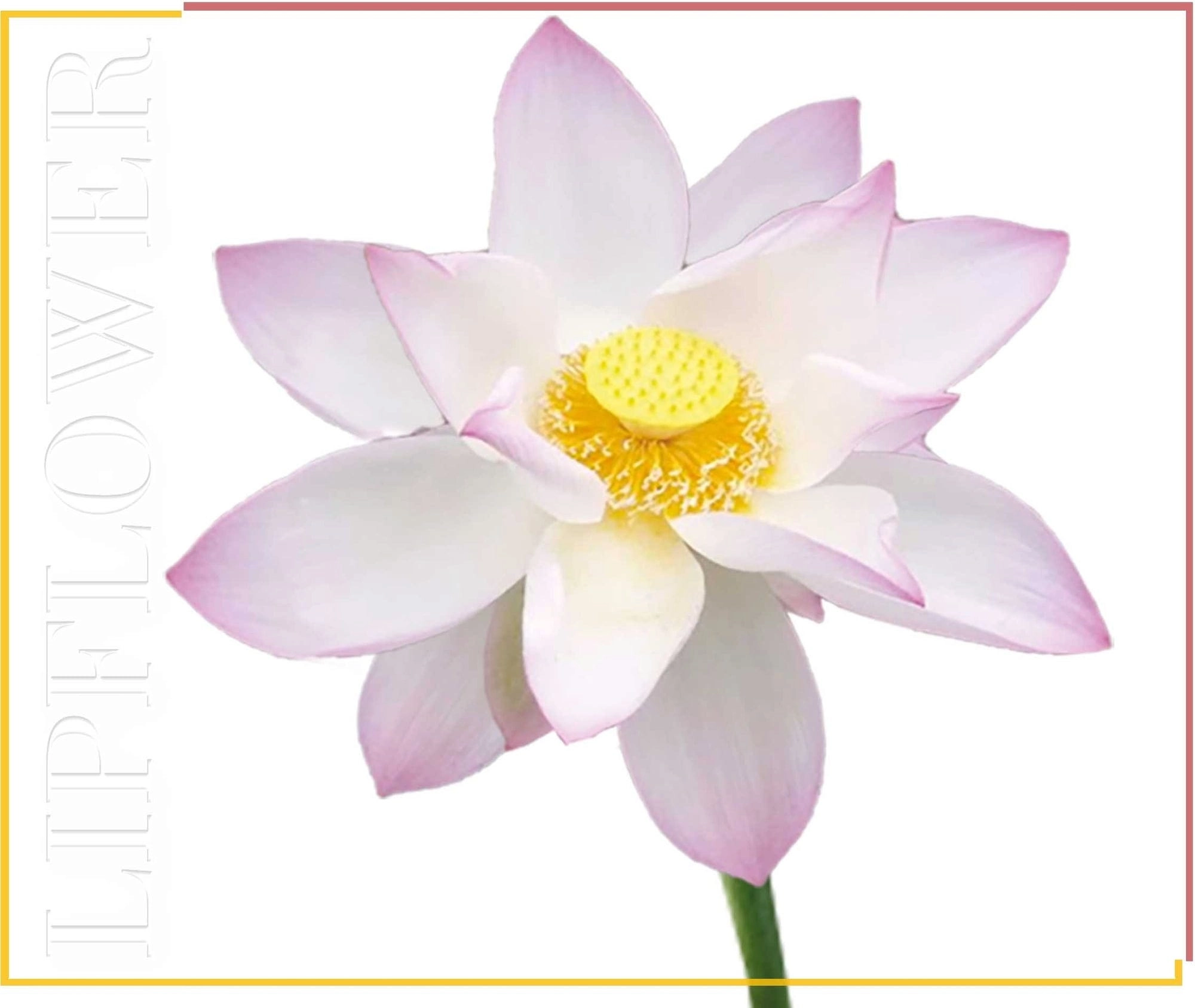 Shaoyun Lip Flower Lotus Nr. 193 - 3,60 g