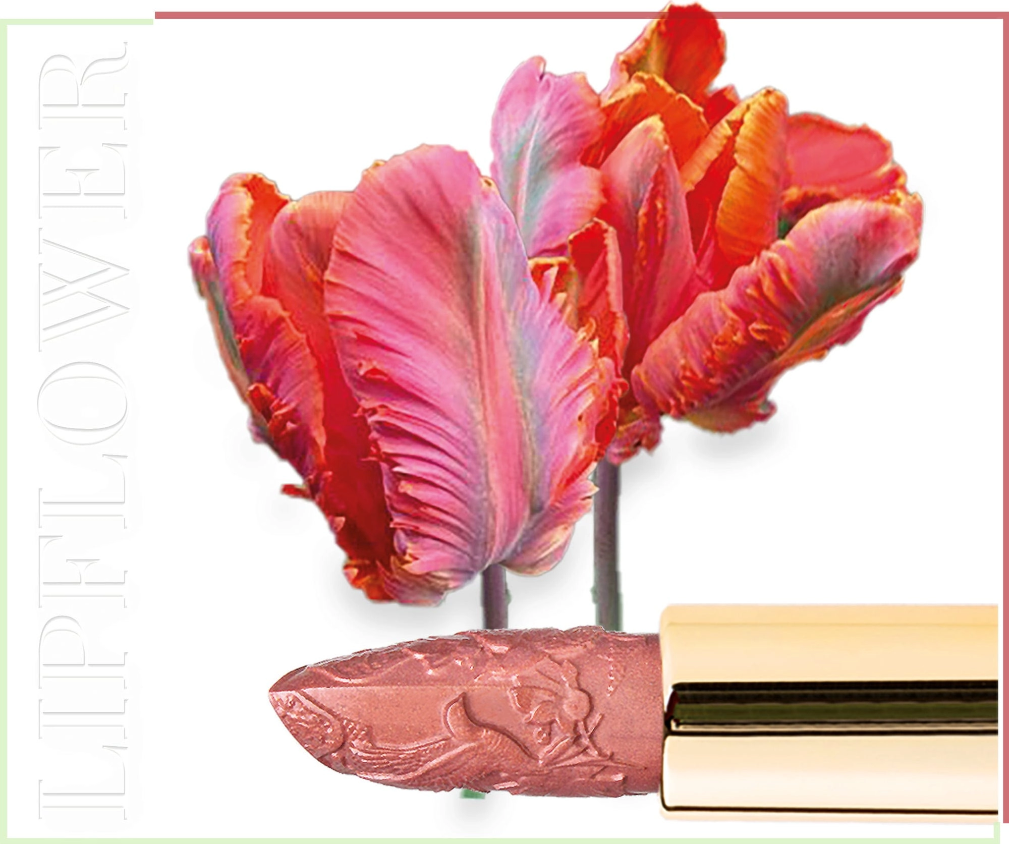Shaoyun Lip Flower Tulpe Nr. 196 - 3,60 g