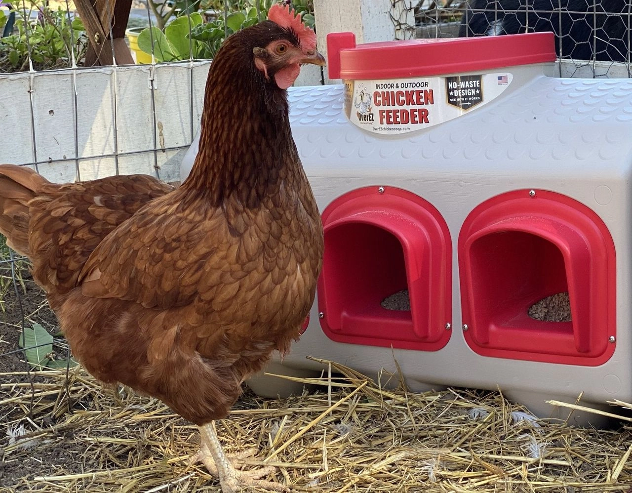 EZ Chicken Home Futterautomat OverEZ Chicken Coop für 20 kg Futter