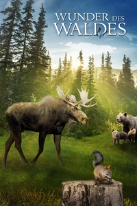 Wunder des Waldes (DVD)