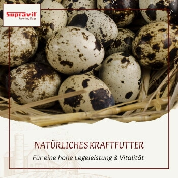 Supravit Braugerste - Ergänzungsfutter für Hühner und Tauben - energiereiches Zusatzfutter liefert wertvolle Kohlenhydrate - leicht verdaulich und gut verträglich 2,5 kg