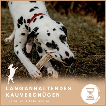 Supravit Rothirsch-Geweihhälfte für Hunde – gespalten, Zahnpflege & Kauspaß XS