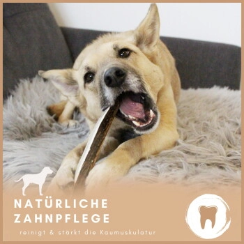 Supravit Rothirsch-Geweihhälfte für Hunde – gespalten, Zahnpflege & Kauspaß XS