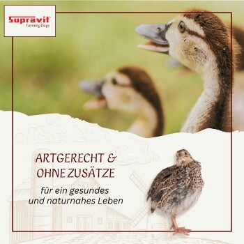 Supravit Braugerste - Ergänzungsfutter für Hühner und Tauben - energiereiches Zusatzfutter liefert wertvolle Kohlenhydrate - leicht verdaulich und gut verträglich 5 kg