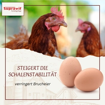Supravit Kalkgrit für Hühner I Futterkalk Ergänzungsfutter für Hühner, Wachteln, Enten & anderes Legegeflügel I hoher Anteil an Calcium für Starke Eierschalen und eine gesunde Verdauung