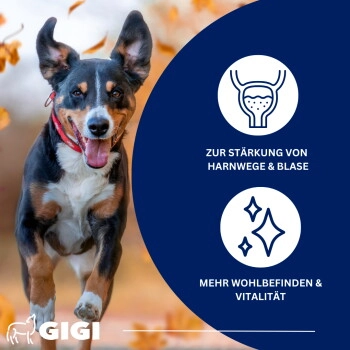 GIGI VET Harn & Blase 14 Stück