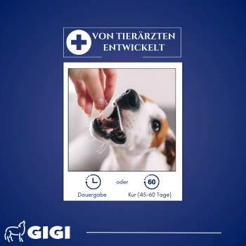 GIGI VET Harn & Blase 14 Stück